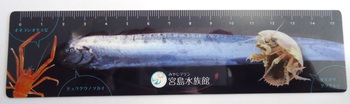 深海魚ものさし(WEB).jpg