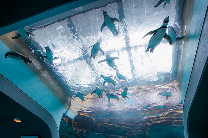 フロア案内:宮島水族館 - みやじマリン