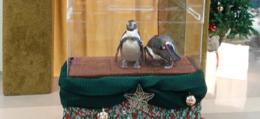 ペンギンクリスマス撮影会