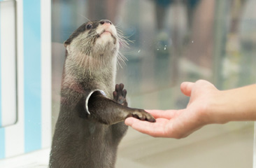 カワウソふれあいタイム