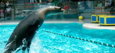 Sea lion Show