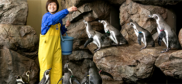 ペンギンお食事タイム