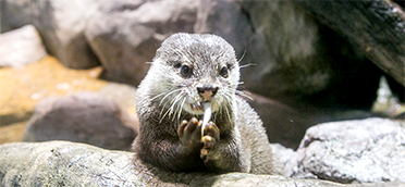 水獭喂食