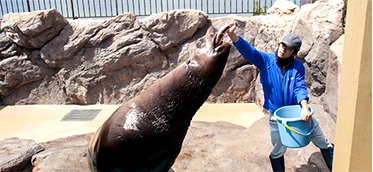 Sea lion Feeding