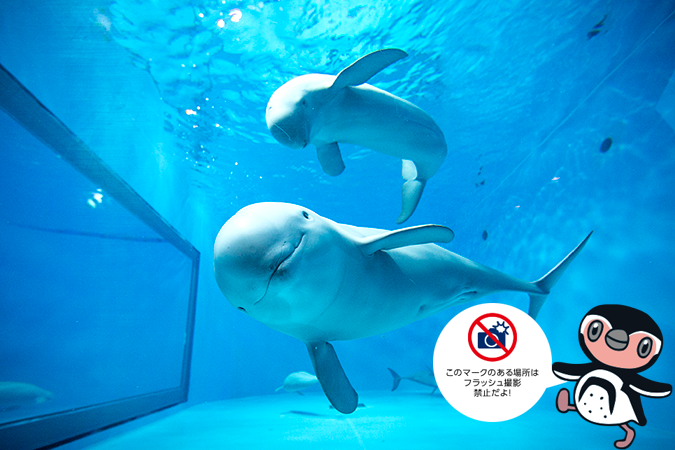 フロア案内:宮島水族館 - みやじマリン