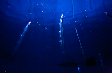 Miyajima Public Aquarium