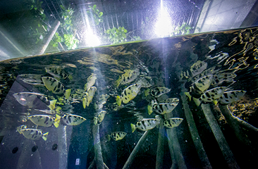 Archerfish Tank