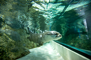 Otter Pool