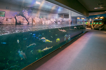 Miyajima Public Aquarium