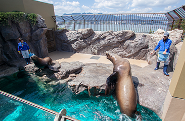 Sea Lion Pool　(2F)