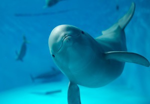 お知らせ：宮島水族館 - みやじマリン