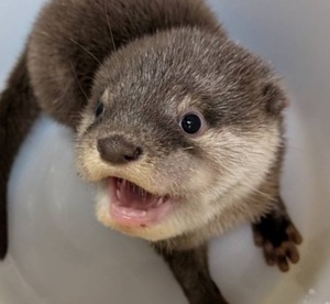 オス幼獣.jpg