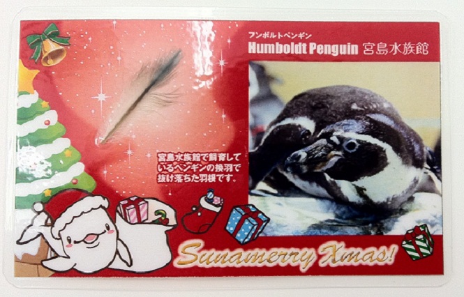 ペンギン羽根カード
