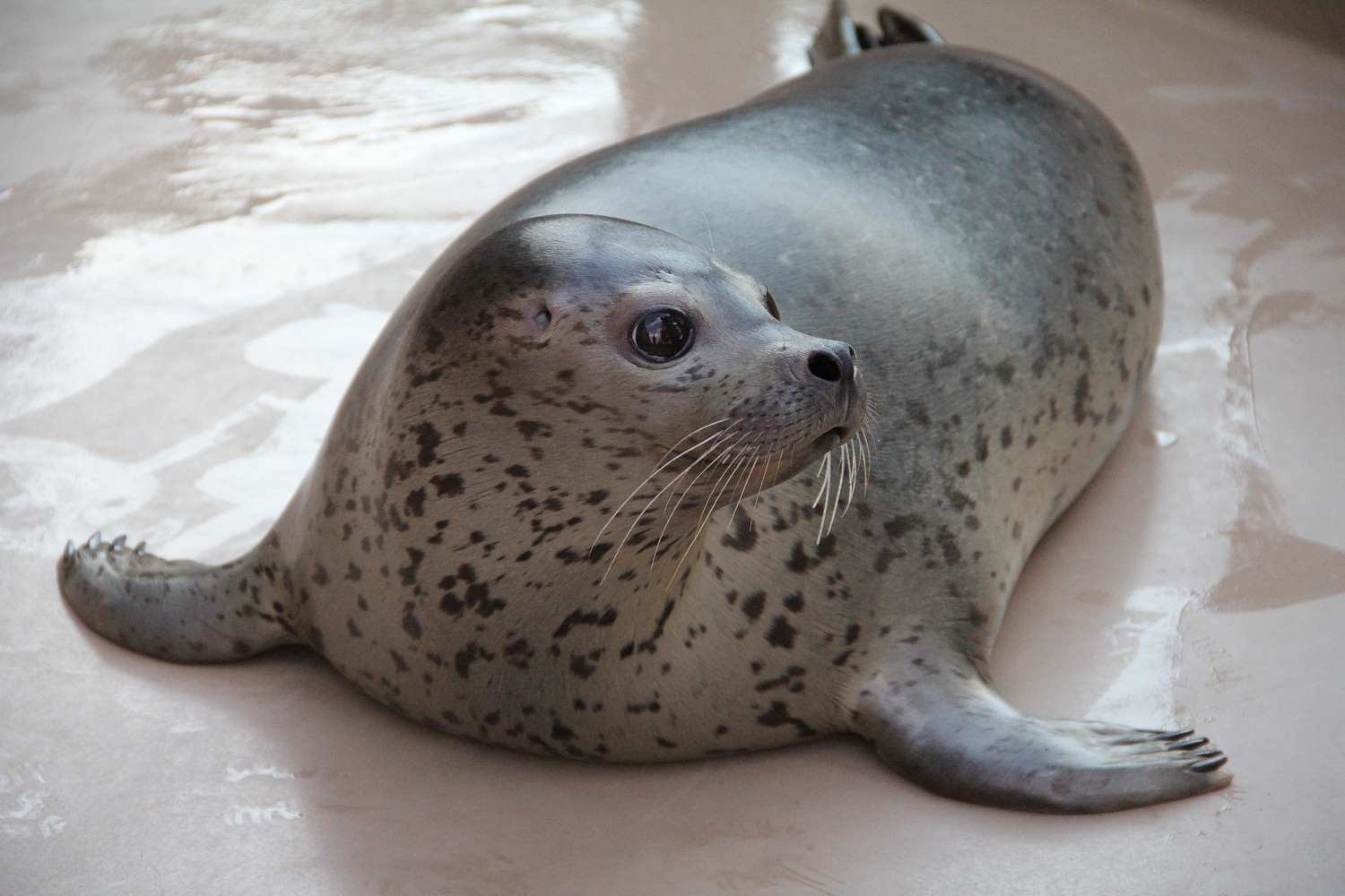お知らせ：宮島水族館 - みやじマリン