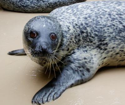 3月8日（水）より、「アザラシふれあいタイム」を再開します