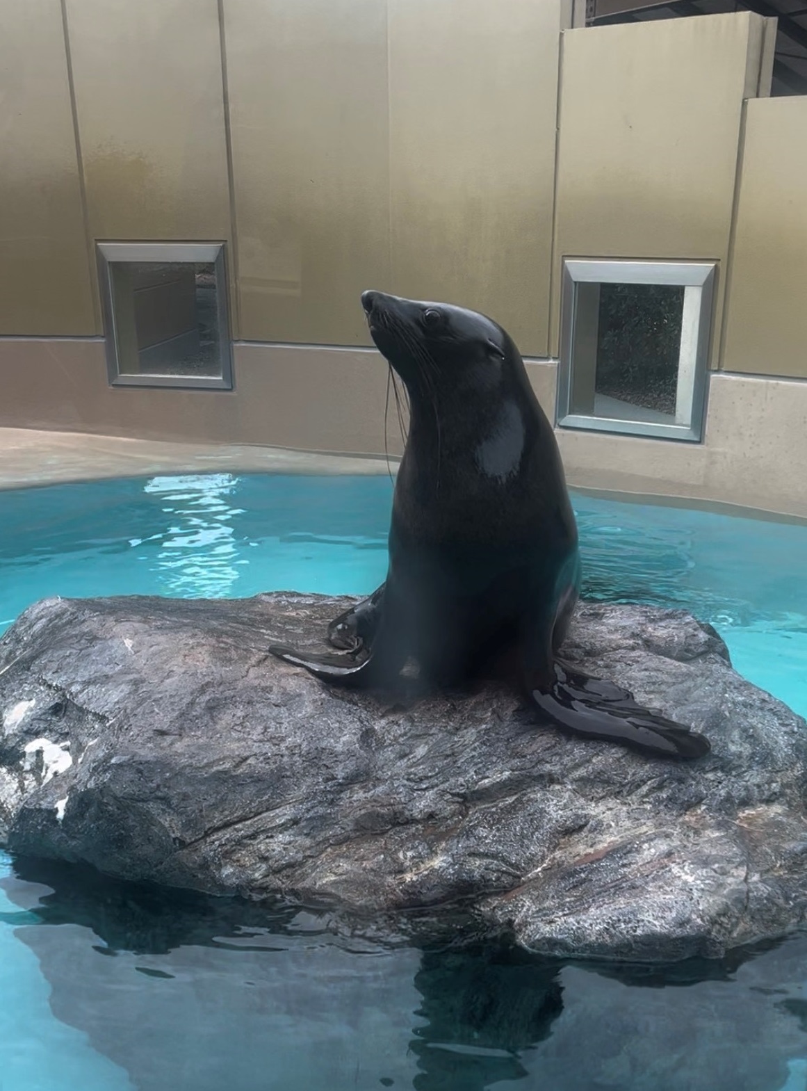 お知らせ：宮島水族館 - みやじマリン