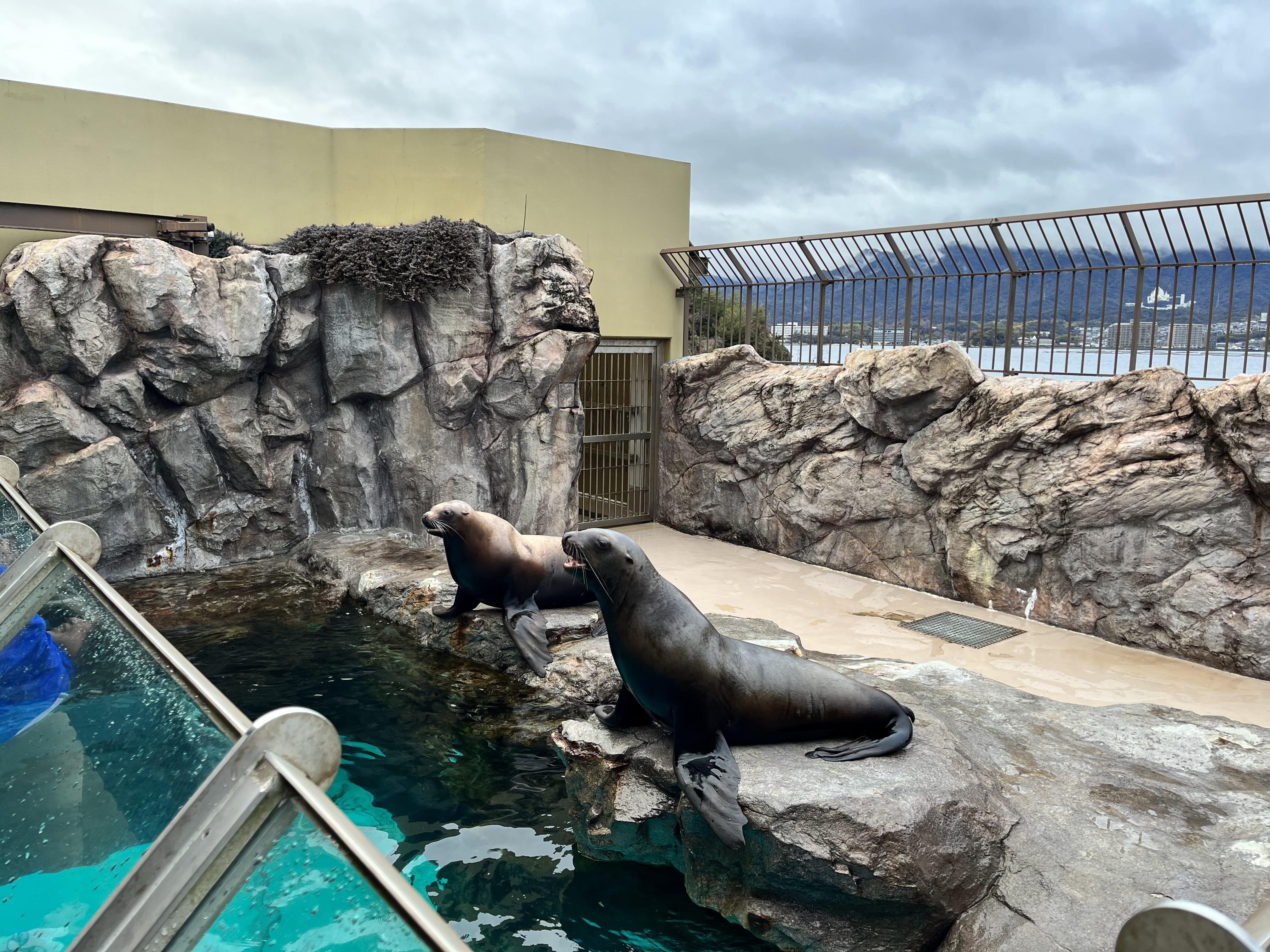 お知らせ：宮島水族館 - みやじマリン