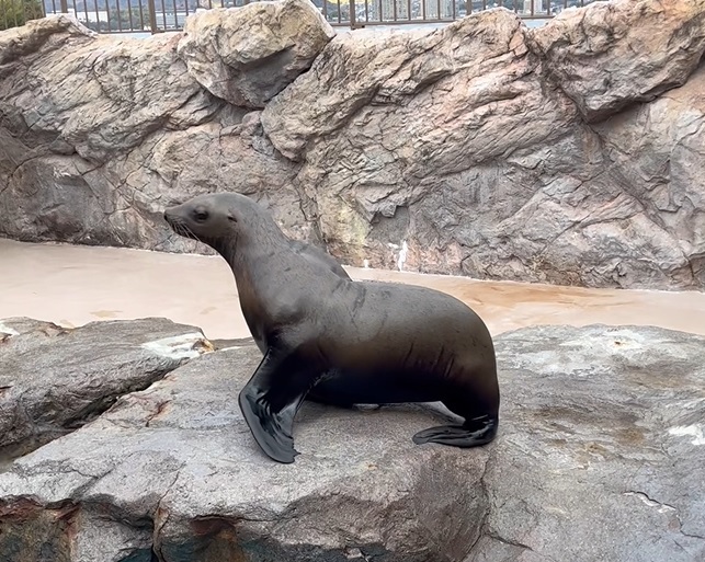 トド 「ろく次郎」の一般公開について:お知らせ：宮島水族館 - みやじ