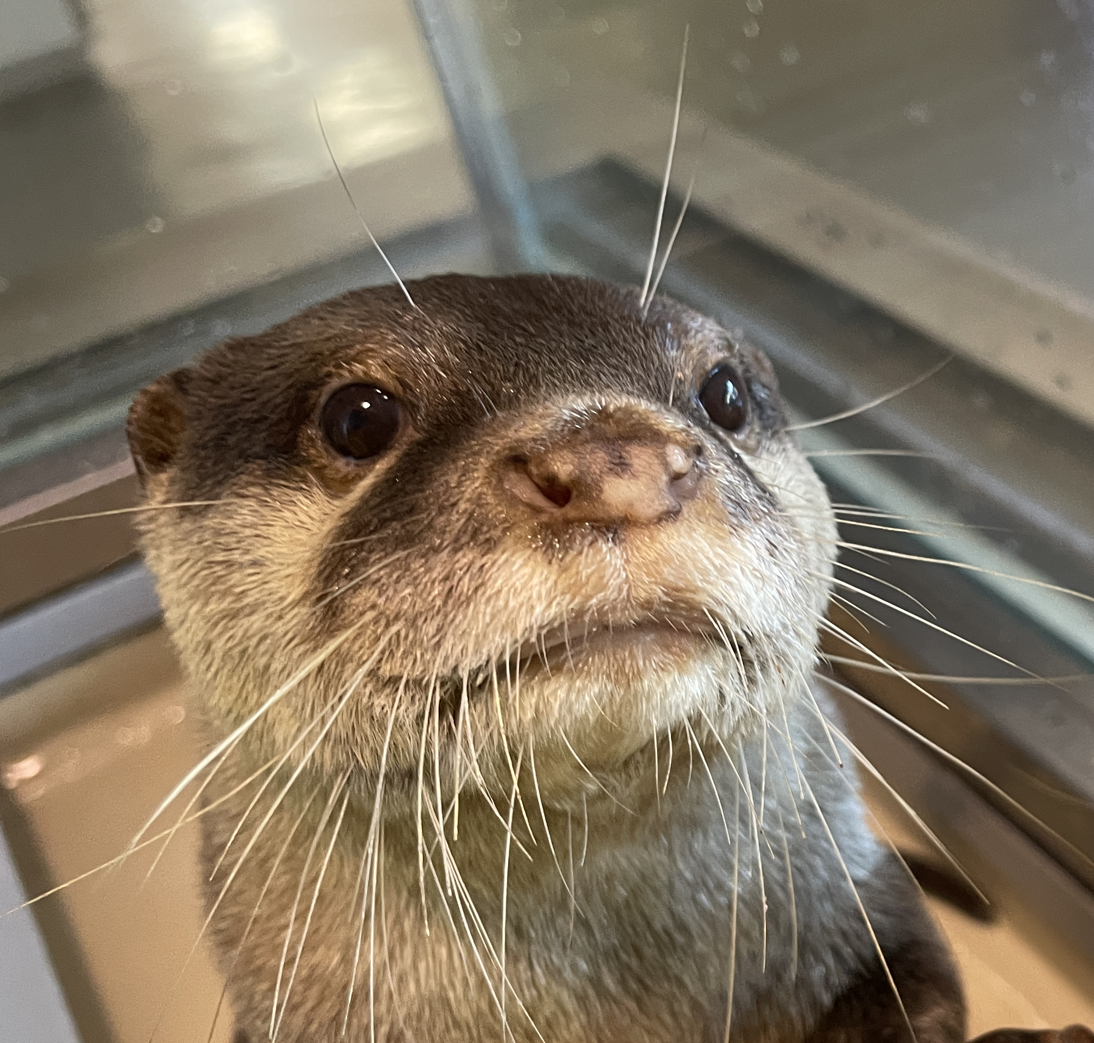お知らせ：宮島水族館 - みやじマリン