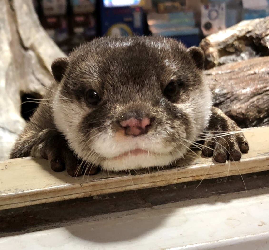 コツメカワウソ「ツバメ」の死亡について:お知らせ：宮島水族館 - みや