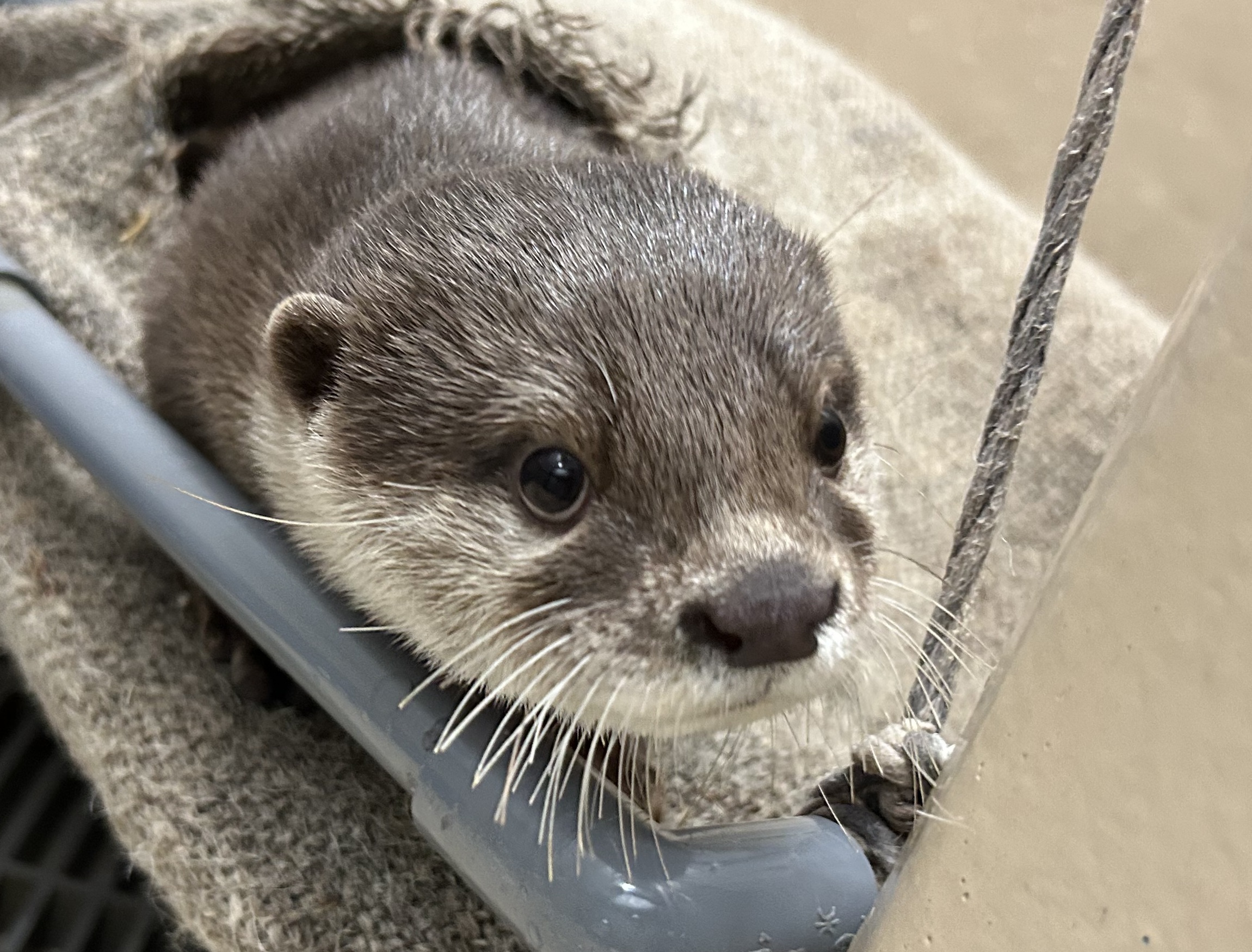 お知らせ：宮島水族館 - みやじマリン