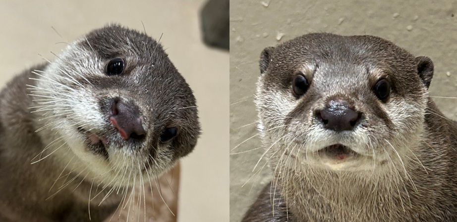 お知らせ：宮島水族館 - みやじマリン