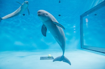 水族館4☆広島★宮島水族館9☆白イルカ★記念メダル☆茶平工業 広島県【宮島水族館】 記念メダル | 記念メダル図鑑