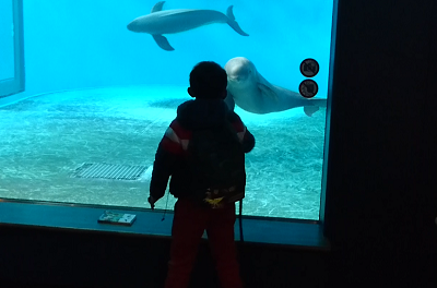 水族館だより：宮島水族館 - みやじマリン