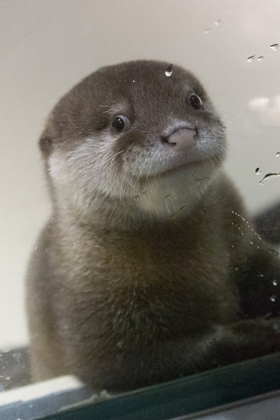 水族館だより：宮島水族館 - みやじマリン